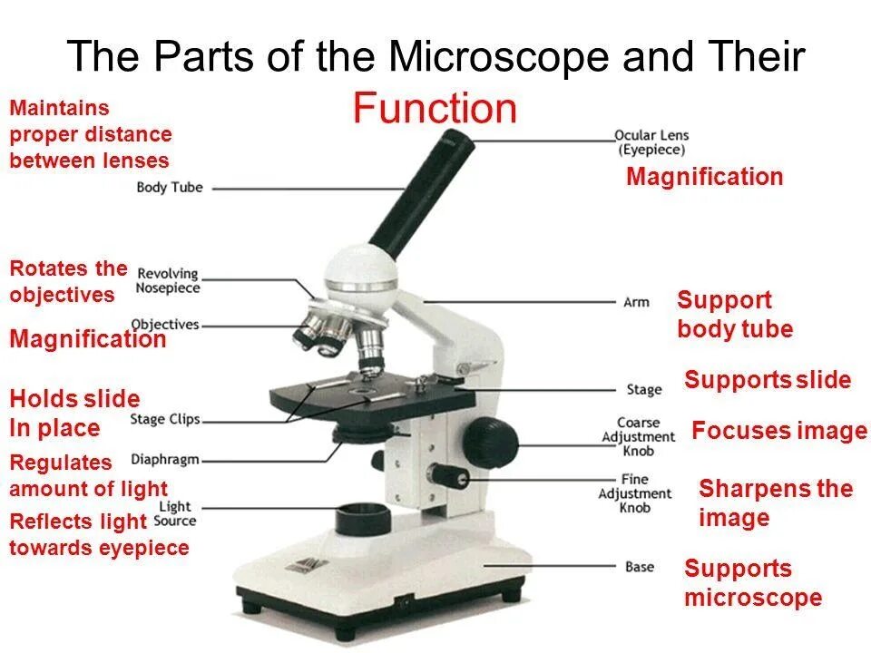 Анализ произведения микроскоп. Микроскоп gi200. Микроскоп Parts. Микроскоп слайд. Light Microscope Parts.