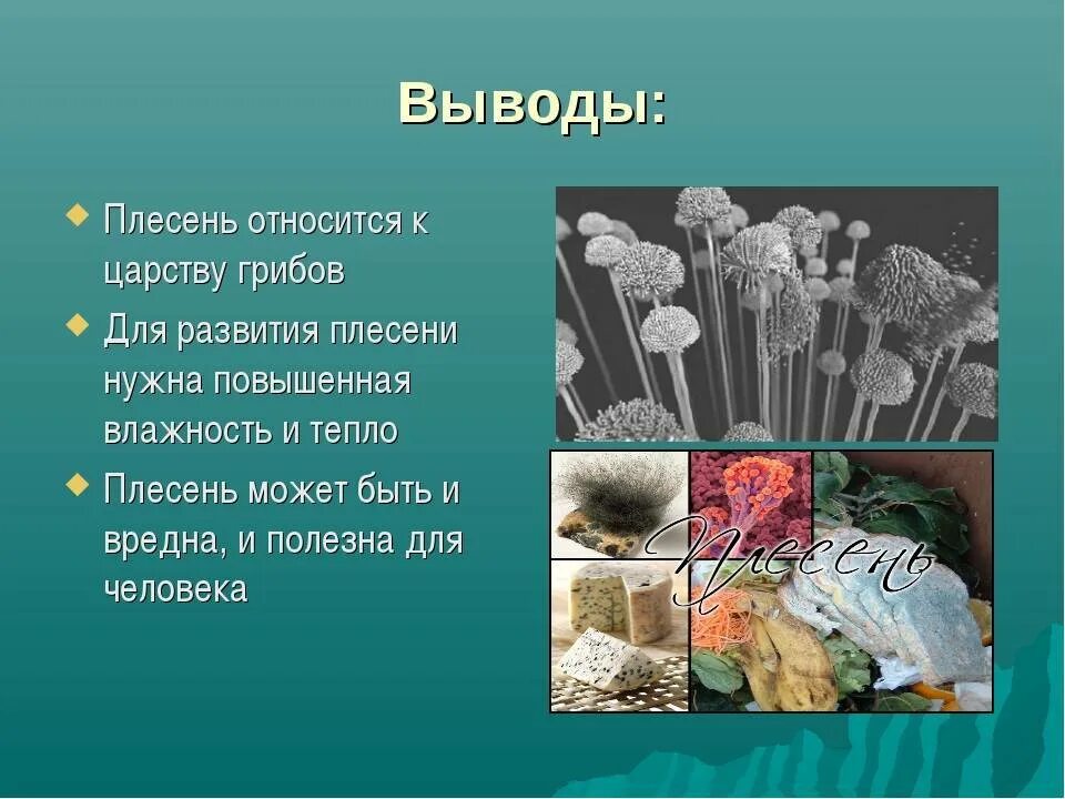 Плесневые грибы грибы. Царство грибов плесень. Презентация на тему плесень. Проект на тему плесень. Откуда плесень