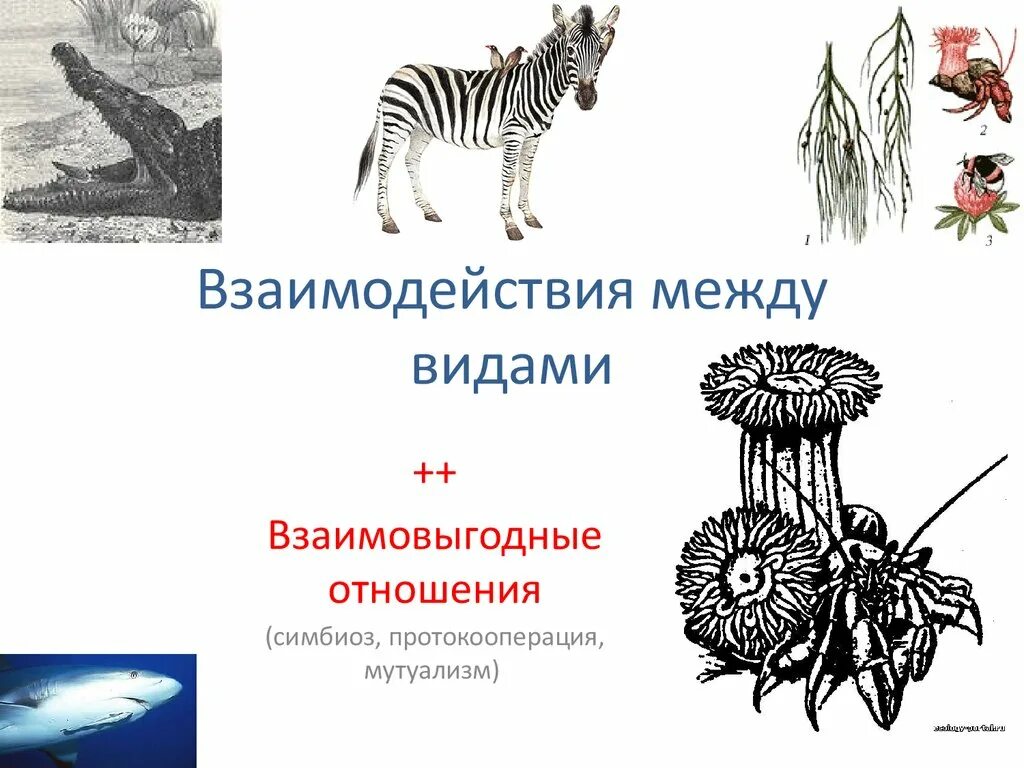 Виды взаимо. Симбиоз мутуализм протокооперация. Взаимовыгодные отношения мутуализм. Взаимовыгодные отношения между организмами. Взаимовыгодные отношения симбиоз.