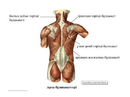 Дикті кискамен жұлқылау