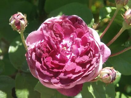 French rose