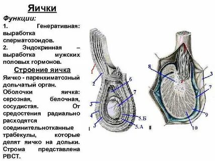 Латинское название яичка