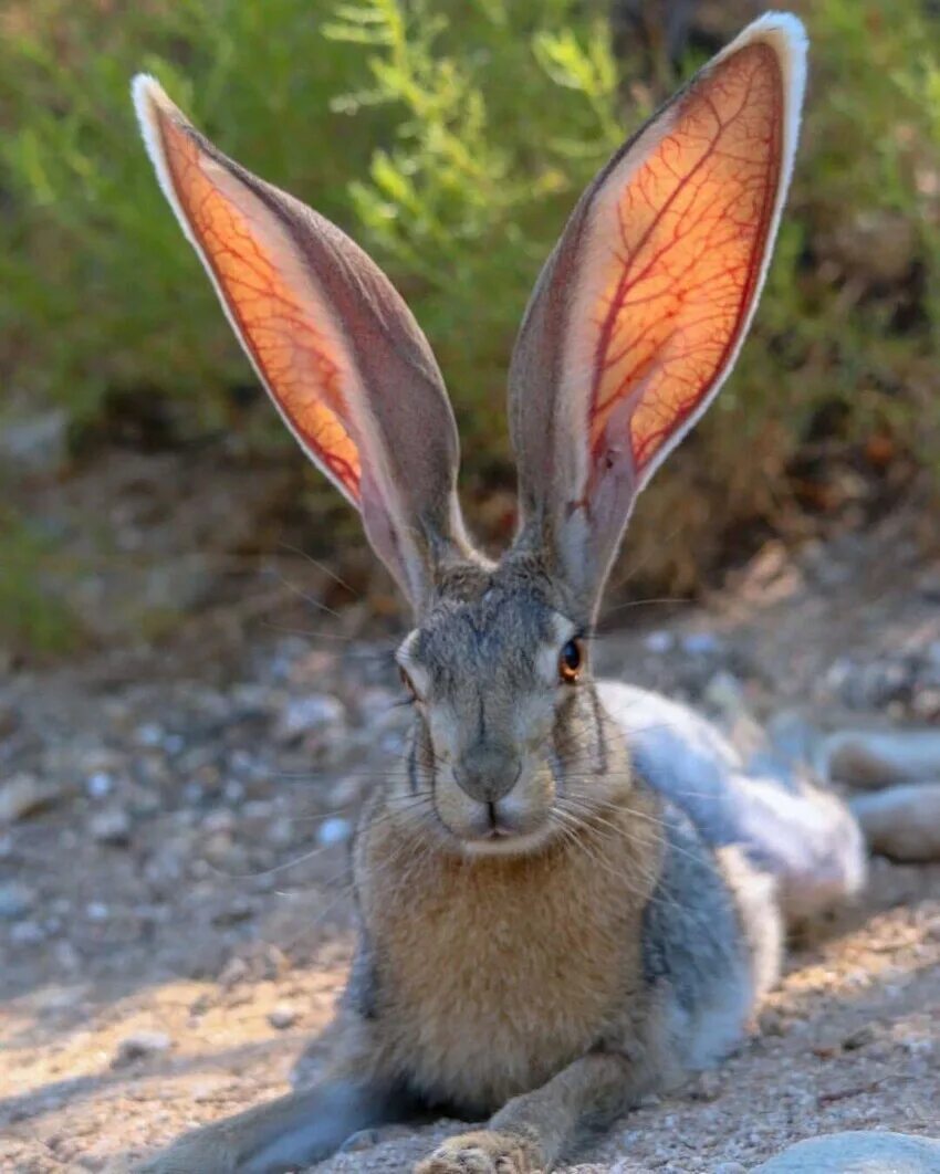 Почему уши у зайцев. Чернохвостый заяц Северной Америки. Чернохвостый калифорнийский заяц. Антилопа Джек рэббит. Абиссинский заяц.