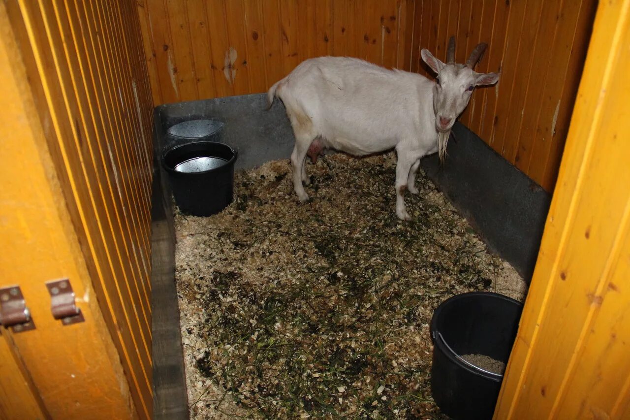 Перепревший навоз козий. Козий навоз. Козу навозу. Козу навозу. Козу навозу.