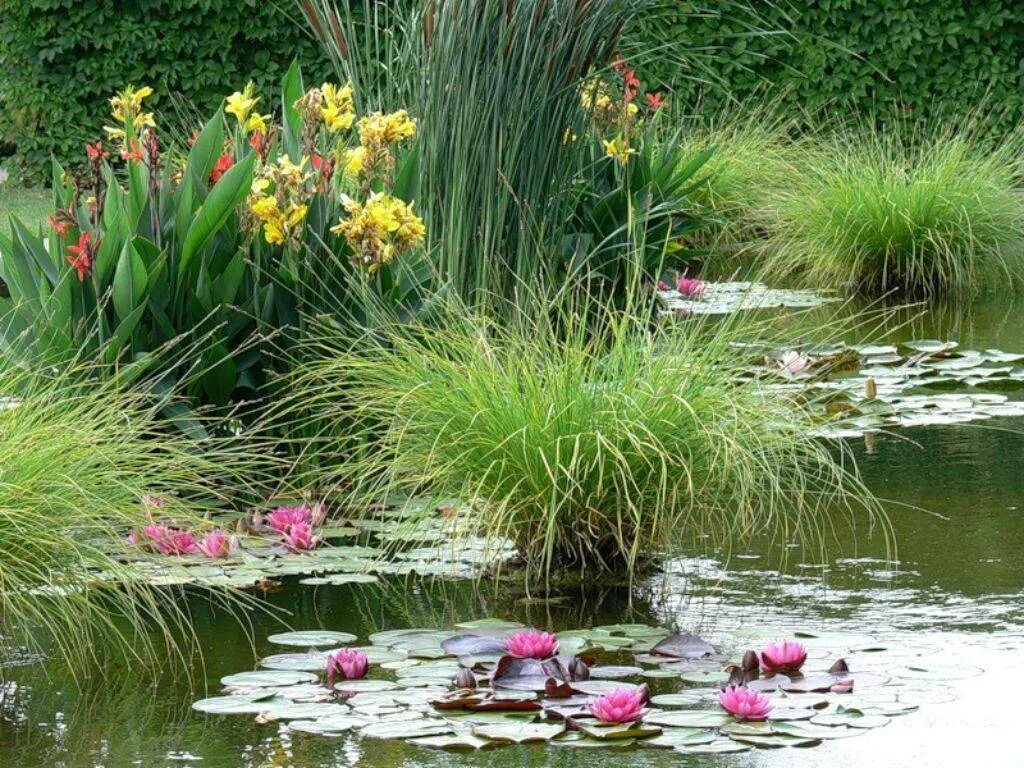 Ирис болотный аировидный желтый. Прибрежные водные растения. Нимфея понтедерия. Ирис болотный касатик в водоеме. Ландшафтный сад "нимфея парк".