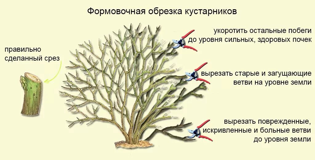 Обрезка форзиции весной. Обрезка лапчатки весной схема. Схема обрезки чубушника. Схема обрезки чубушника весной.