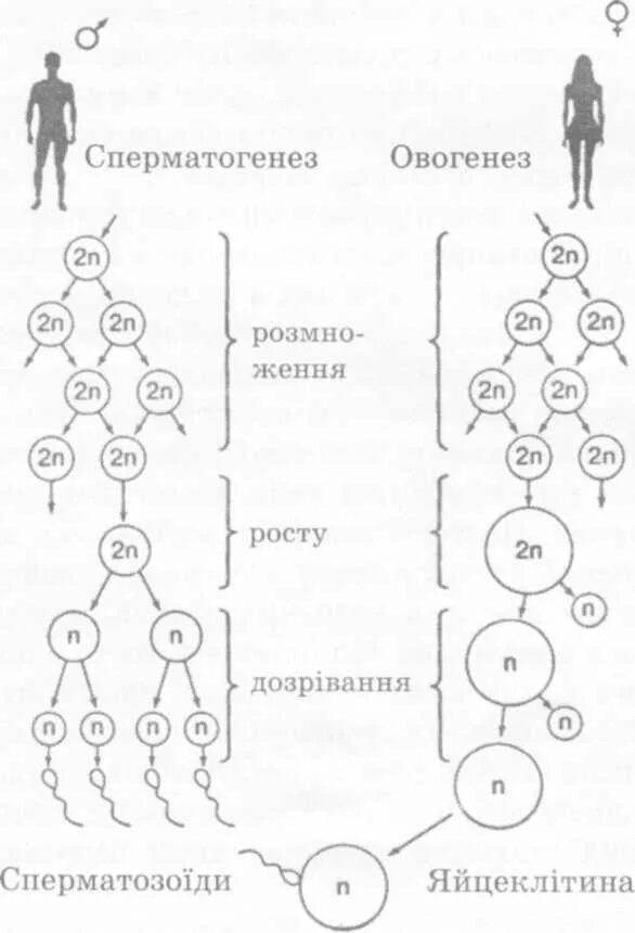 Установите последовательность процессов во время оогенеза. Установите последовательность процессов во время оогенеза
