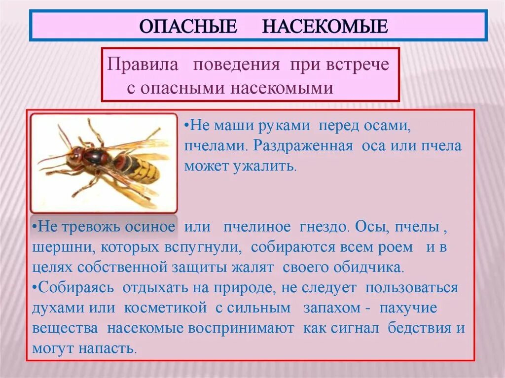Обж опасные насекомые