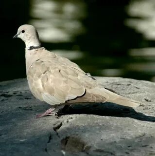 Египетский голубь