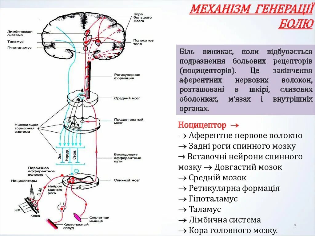 Эфферентные пути мозжечка. Афферентные и эфферентные проводящие пути. Афферентный и эфферентный пути головного мозга. Схемы афферентных и эфферентных проводящих путей.