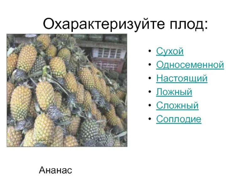 Плод соплодие. Охарактеризуйте плод. Соплодие ананаса. Соплодие примеры. Какой из перечисленных плодов является односеменным