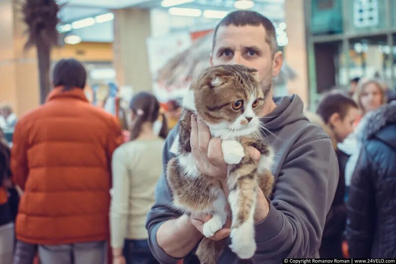 бира сити выставка кошек 2022 3 этаж. выставка кошек иркутск. тюмень выставка кошек. выставка кошек в москве 2022. тц июнь выставка кошек.