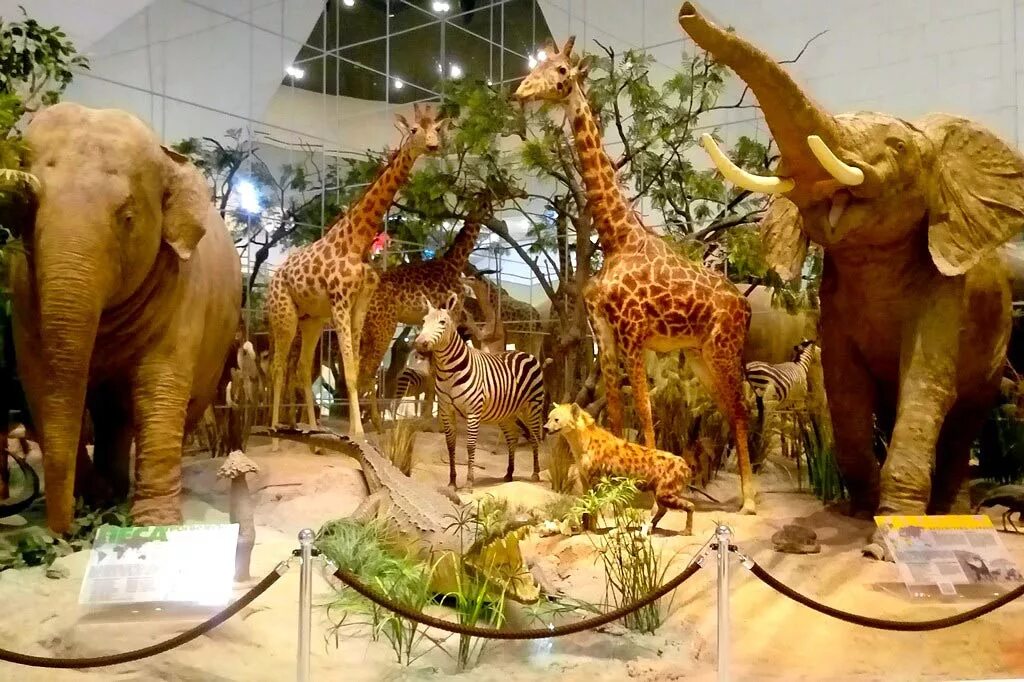 Государственный дарвиновский музей москва. В какой музей сходить с ребенком. Лучшие музеи москвы для детей. Интересные музеи для детей. Интерактивный музей-театр «сказкин дом».