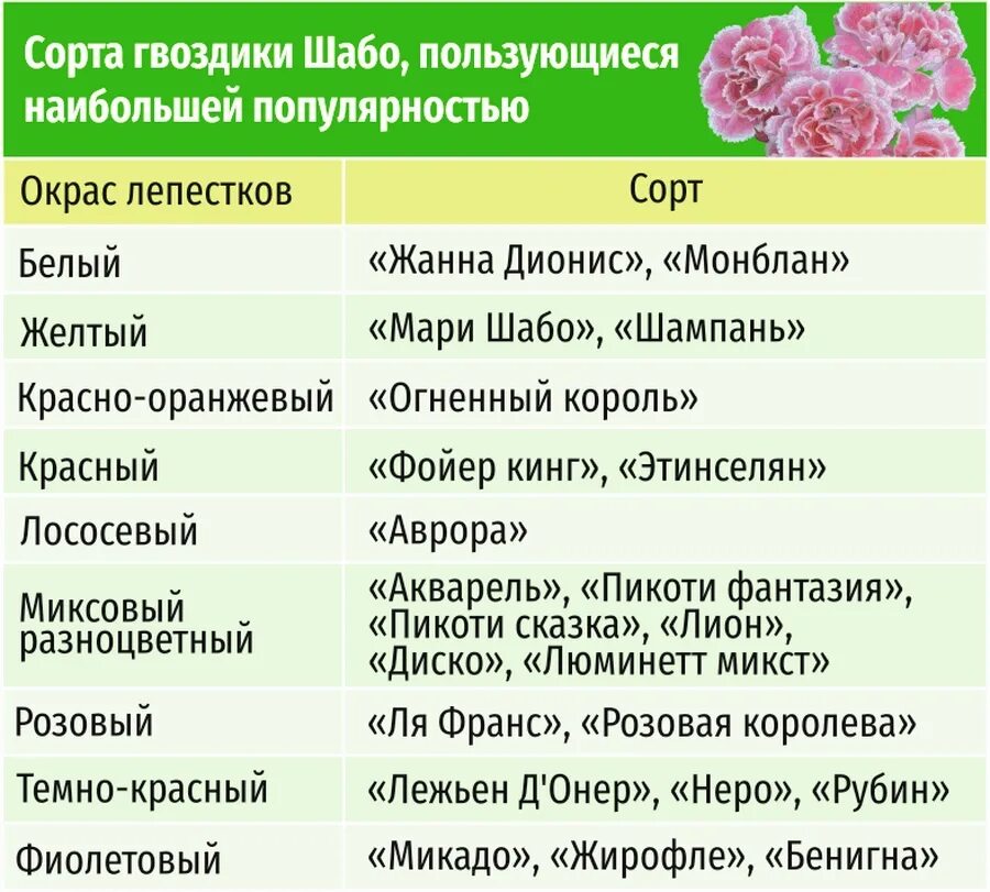 Заболевания гвоздики Шабо. Гвоздика Шабо болезни. Болезни гвоздики садовой. Гвоздика Шабо период цветения. Болезни гвоздик