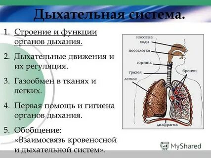 Класс простейшие органы дыхания