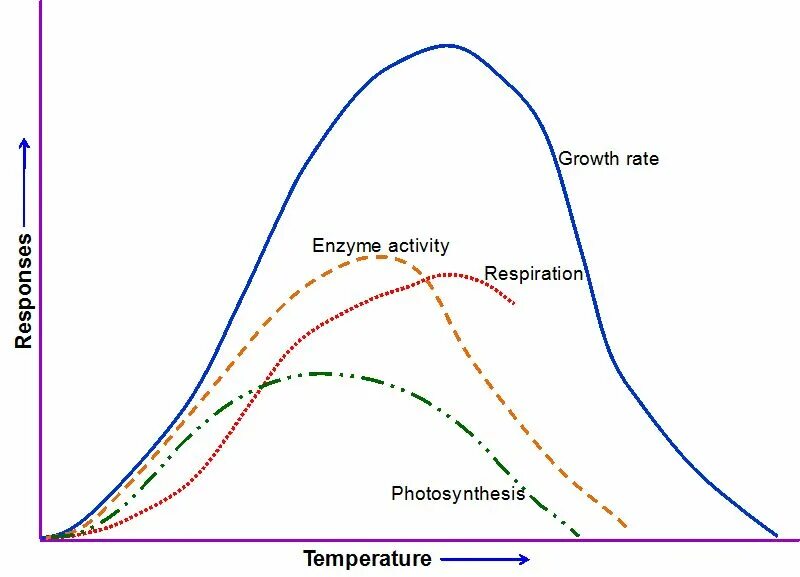 The effect of the temperature. Effect of temperature on plants. the effect of temperature to photosynthesis. the effect of temperature to rate of respiration. the growth of median temperature in the world.