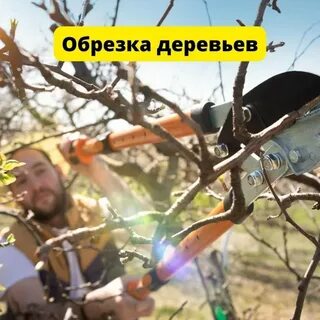 На чудо дереве садовник