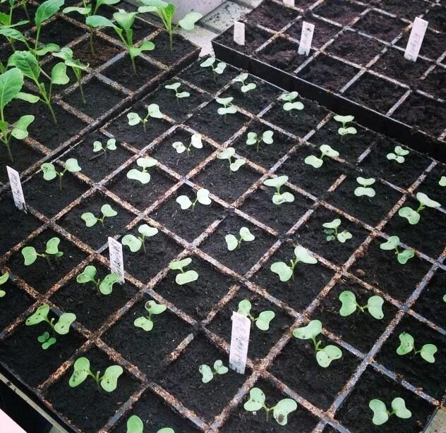 Пленка для накрывания редиски вторичка. Морковь под пленкой. Изоляция цветка редиса. Парник для редиски своими руками. Редиска под пленку.