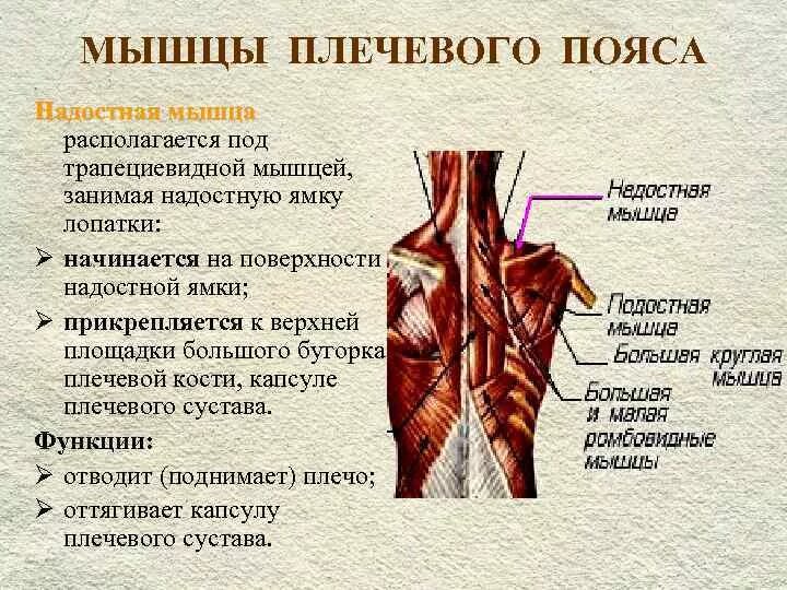 Надостная мышца плечевого пояса. Надостная мышца плечевого пояса