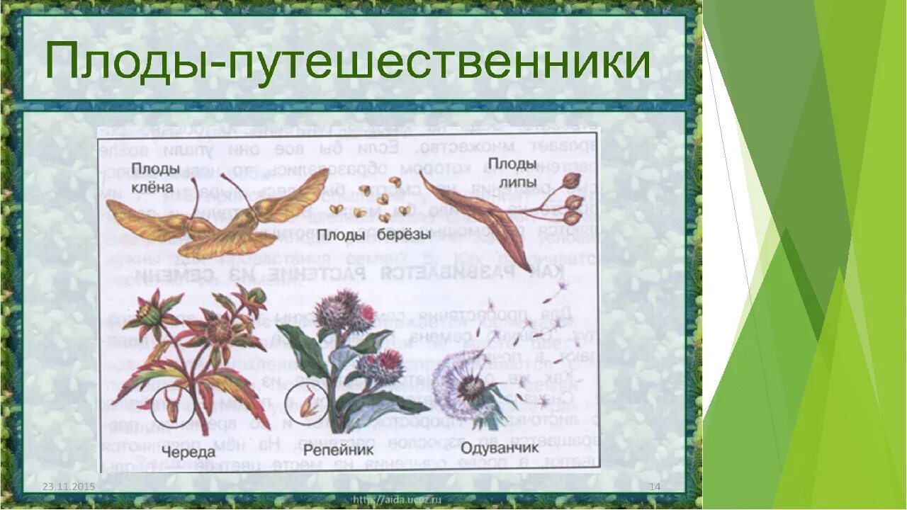 Размножение растений 3 класс окружающий мир Плешаков. Размножение и развитие растений 3 класс. Плоды растений 3 класс. Плоды путешественники.