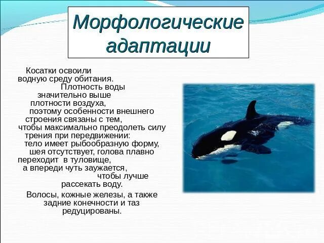 2 главной особенностью водной среды обитания является. Касатка презентация. Плотность водной среды обитания. Плотность воды в водной среде обитания. Особенности строения связанные со средой обитания.