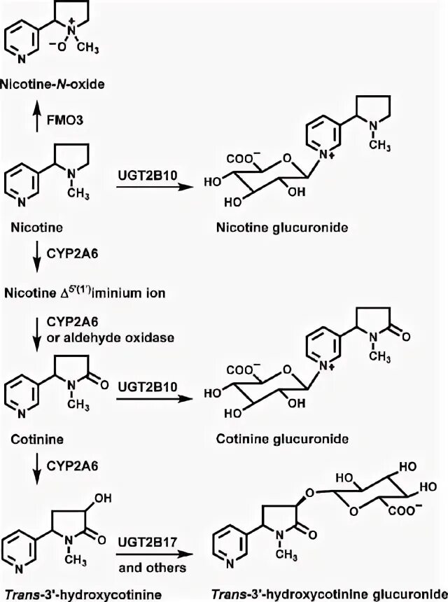 Никотин обмен веществ. Метаболизм никотина схема. Никотин. Никотин химические реакции. Биотрансформация никотина.