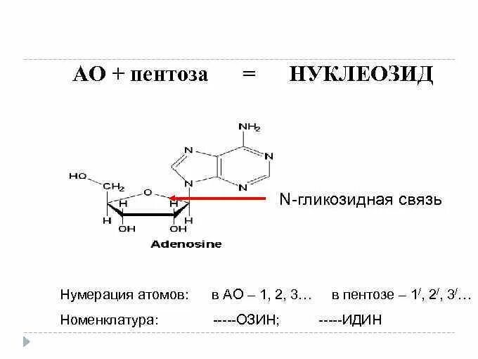 1 1 гликозидной связью. Гликозидная связь в ДНК. 1 3 Гликозидная связь. 1 6 Гликозидная связь. Пентоза связи.