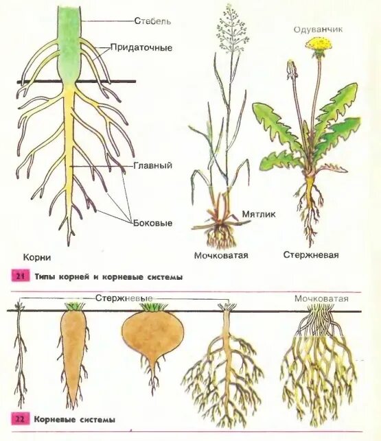 Ближнее корень. Метаморфозы корня у мочковатой корневой. Стержневая корневая система одуванчика лекарственного. Мочковатый корень. Типы корневых систем у растений.