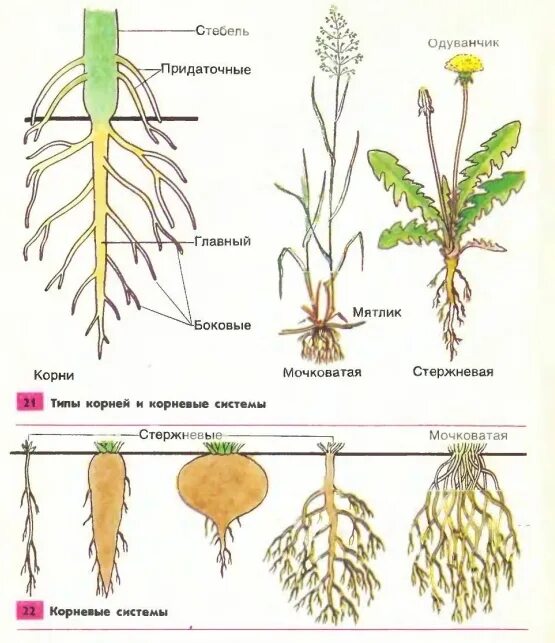 Метаморфозы корня у мочковатой корневой. Стержневая корневая система одуванчика лекарственного. Мочковатый корень. Типы корневых систем у растений. Плавно корень