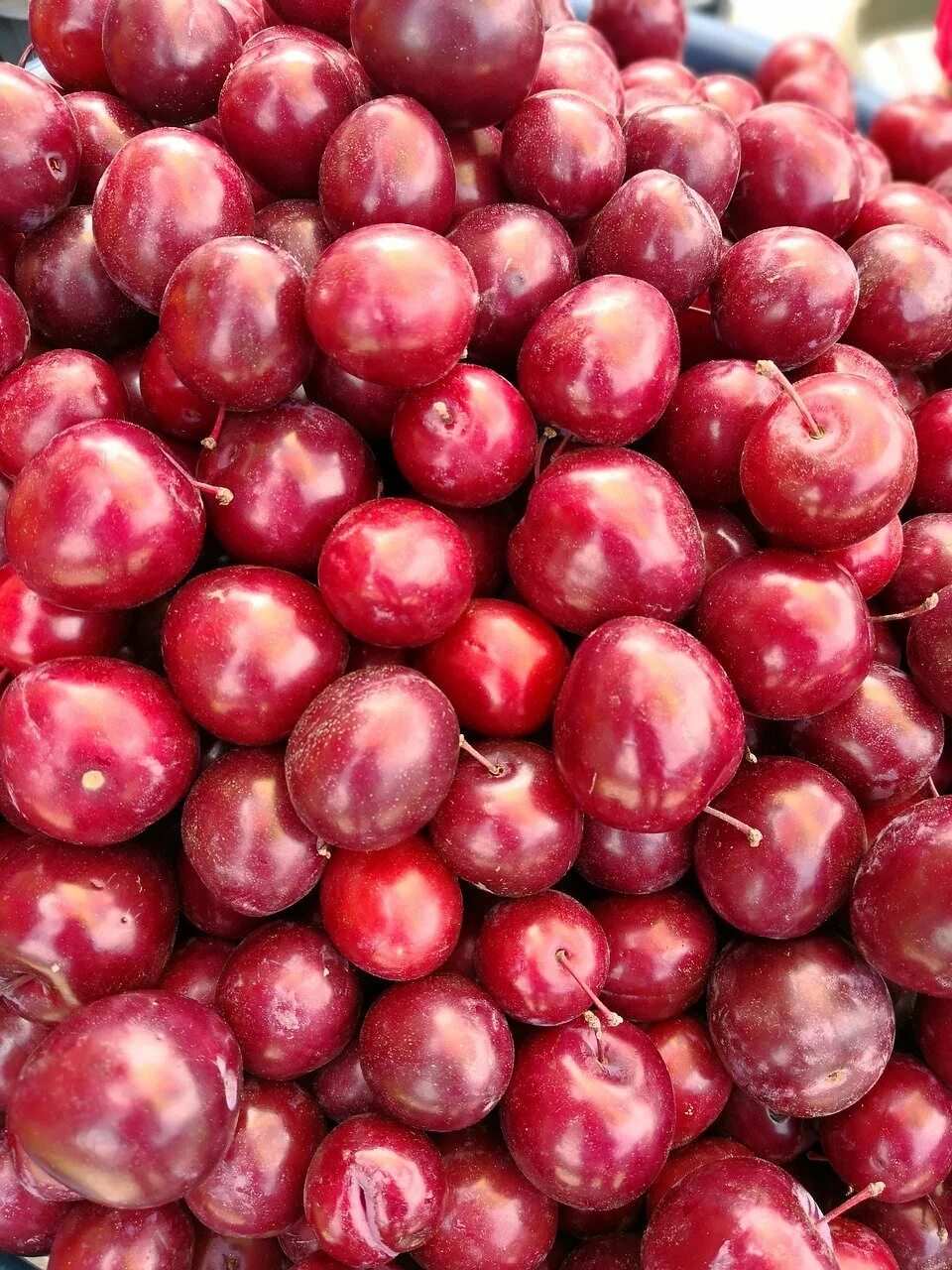 Можно ли сушить алычу