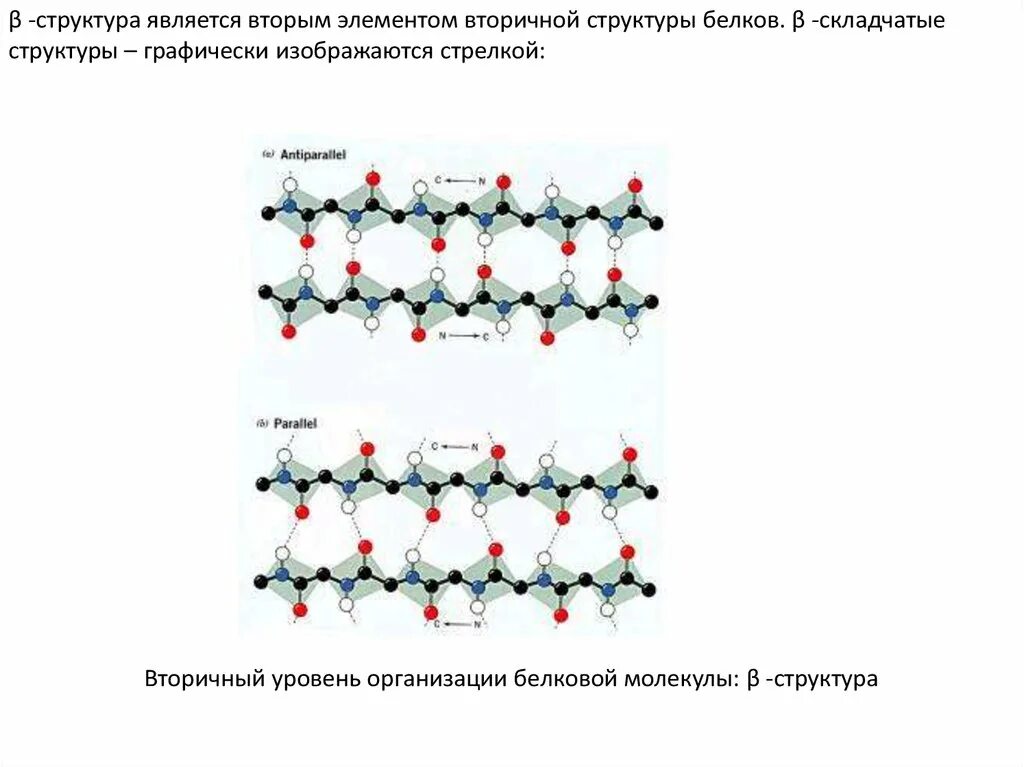 Структурный элемент белков. B складчатая структура белка. складчатая вторичная структура белка примеры. складчатая структура белковой молекулы. складчатая структура белка примеры.