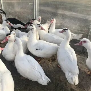 Индоутки на племя