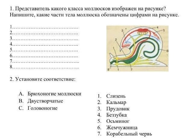 Моллюски контрольная работа. Обозначьте части тела моллюсков. Название частей тела моллюска. Строение моллюсков с цифрами. Напишите названия частей тела моллюска.