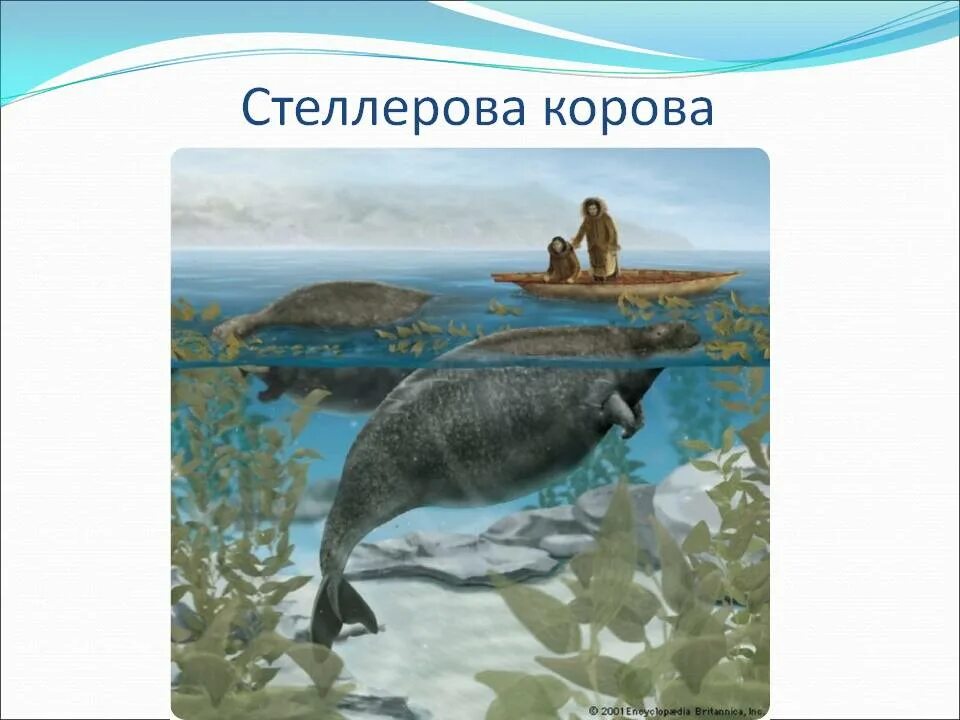 Продолжи словесную цепочку тиранозавр морская корова тур. Морская корова раскраска. Морские коровы вымерли. Морская корова презентация. Продолжи словесную цепочку тиранозавр морская корова тур.