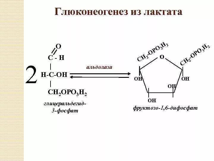 Глюкоза из лактата. Образование фруктозо 6 фосфата в глюконеогенезе. Альдольное расщепление фруктозо-1.6-дифосфата. Превращение фосфоенолпирувата в глюкозу.