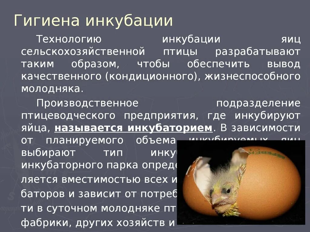 Инкубация куриных яиц в инкубаторе. Инкубация яиц сельскохозяйственной птицы. Таблица инкубации яиц домашней птицы. Условия инкубации куриных яиц. Период инкубации яиц