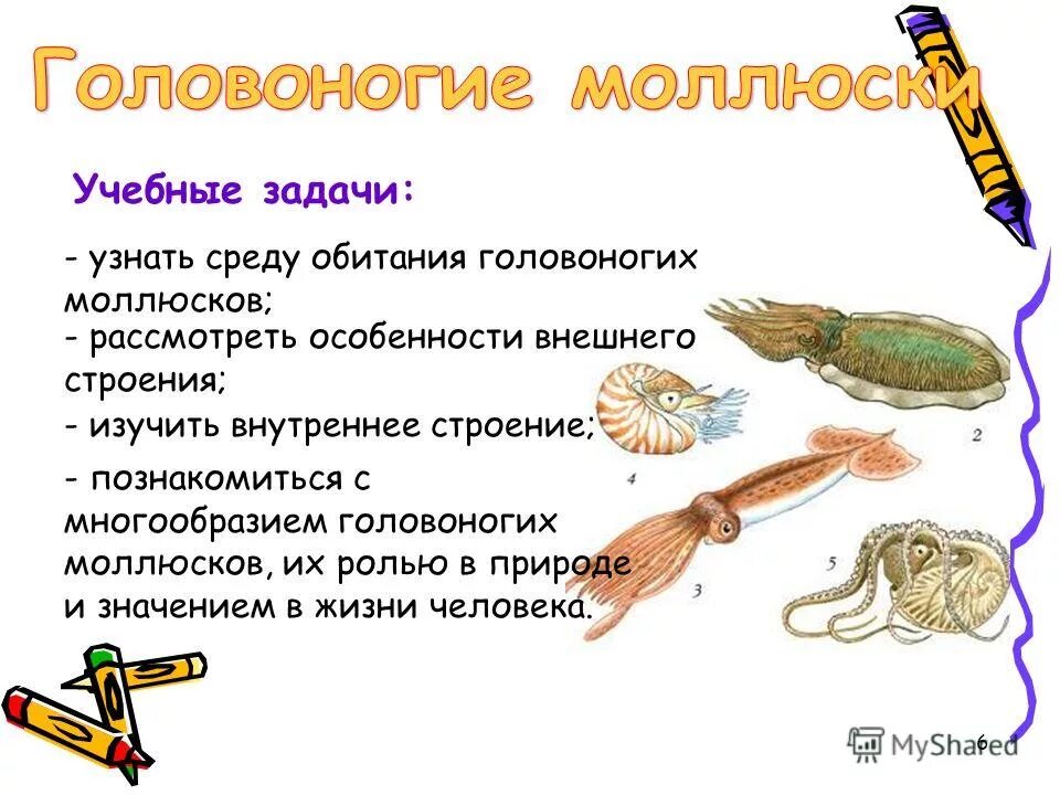 Класс головоногие значение для человека. Головоногие значение в природе и жизни человека. Значение класса головоногие. Класс головоногие значение для человека. Значение осьминога в жизни человека.
