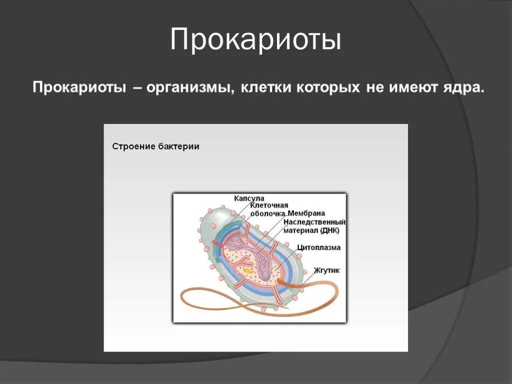 Клетки прокариот не имеют ядра