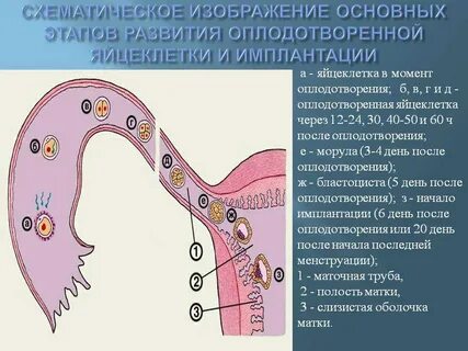 Обеспечивает образование многоклеточного организма из оплодотворенной яйцеклетки