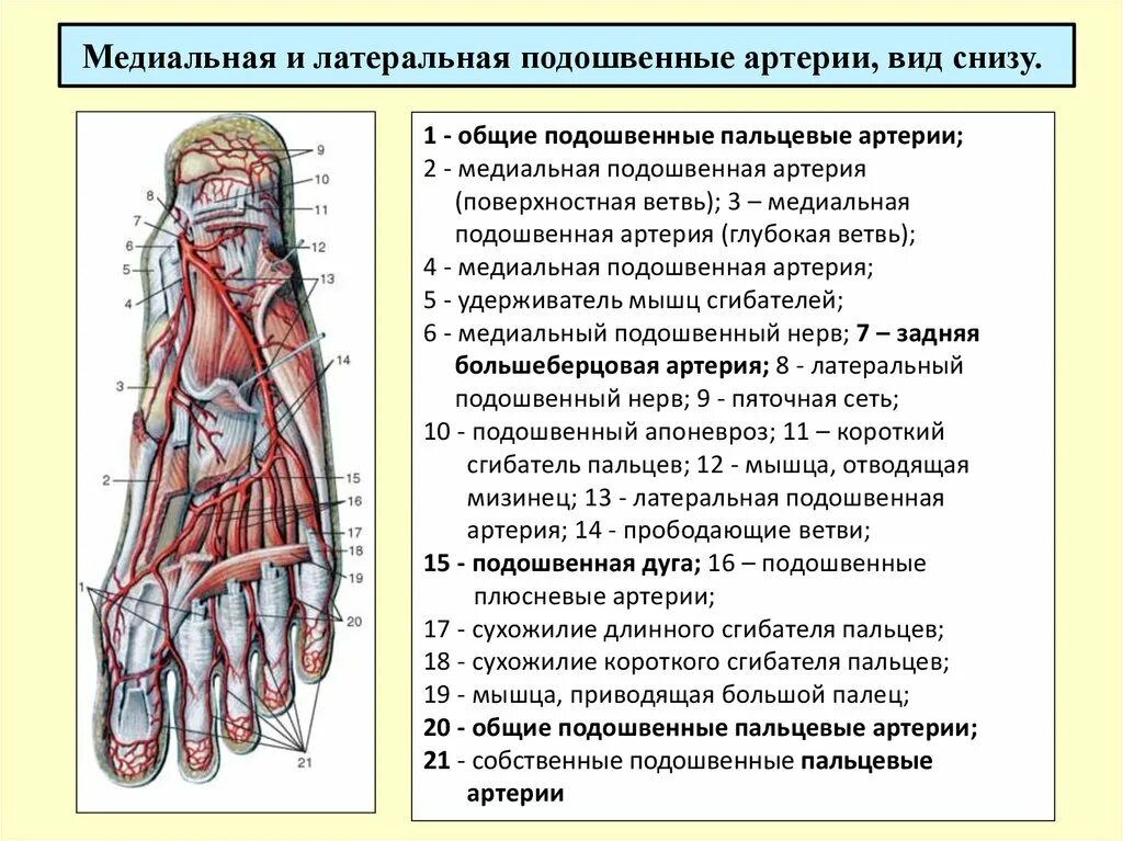Анатомия стопы человека нервы. Подошвенная артериальная дуга стопы. Топографическая анатомия сосудистых Пучков. Медиальная и латеральная подошвенные артерии.