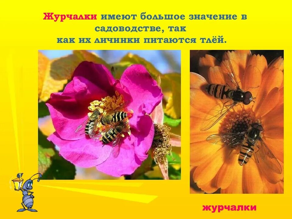 Биологическое значение журчалки. Журчалки значение. биологическое значение мухи журчалки. биологическое значение журчалок. муха журчалка биологическое значение.