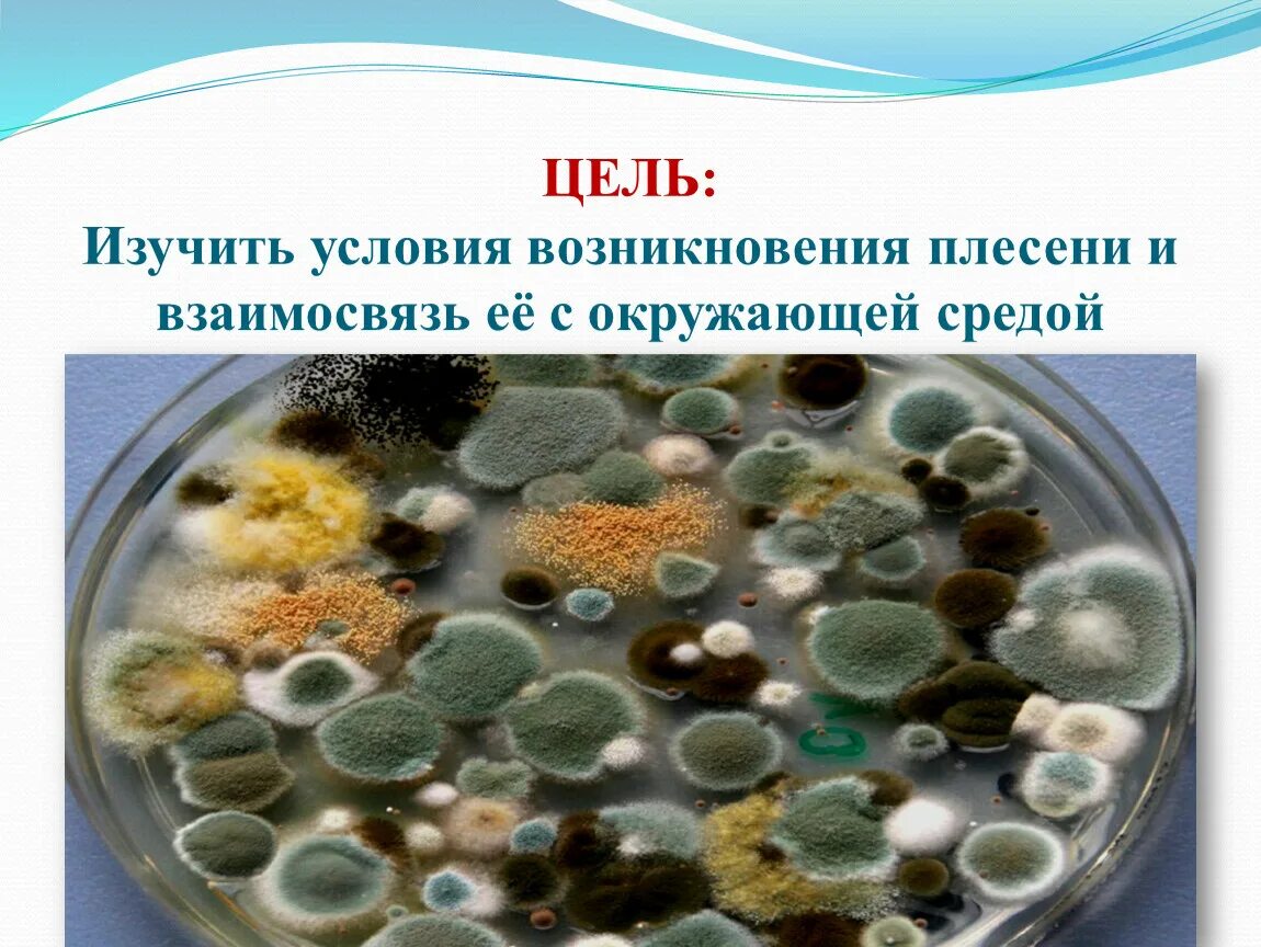 Презентация "Плесень и мы" (3 класс) по окружающему миру - скачать проект