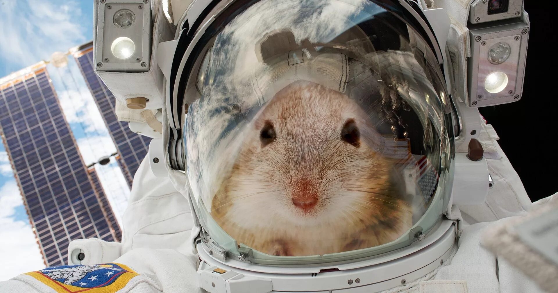Животные раньше людей полетели в космос. Животные в космосе. Хомяк космонавт. Хомяк в космосе. Кролик в космосе.