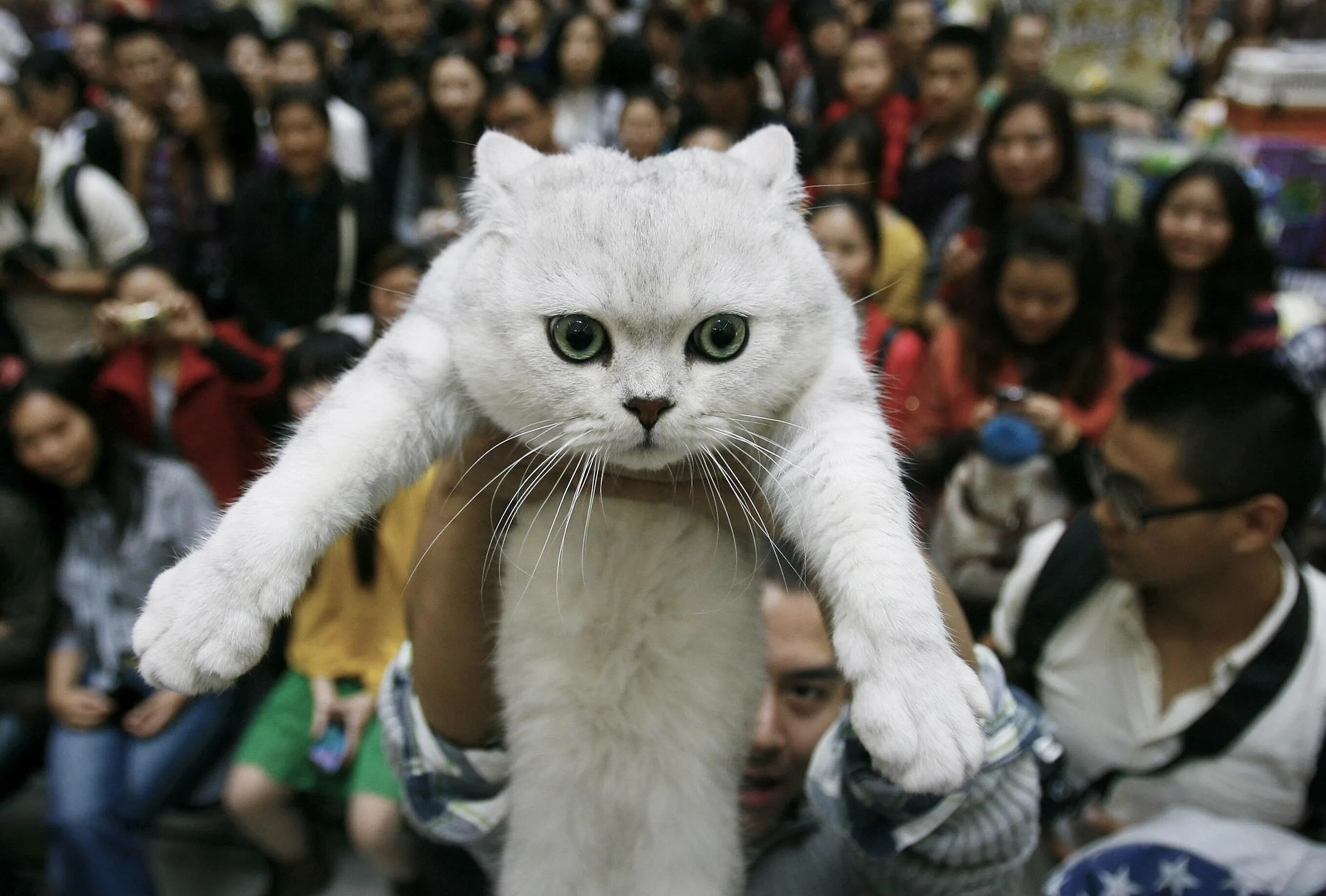 Как будет по китайски кошка. Китайская порода кошек. Японская кошка. Коты в Китае. Кошки в Японии.