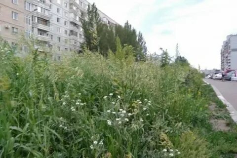Где трава высока