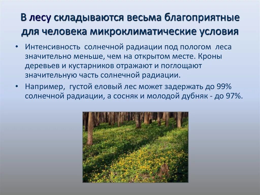 Влияние леса на здоровье человека. Влияние леса на окружающую среду. Влияние лесов на человека. Влияние человека на лес.