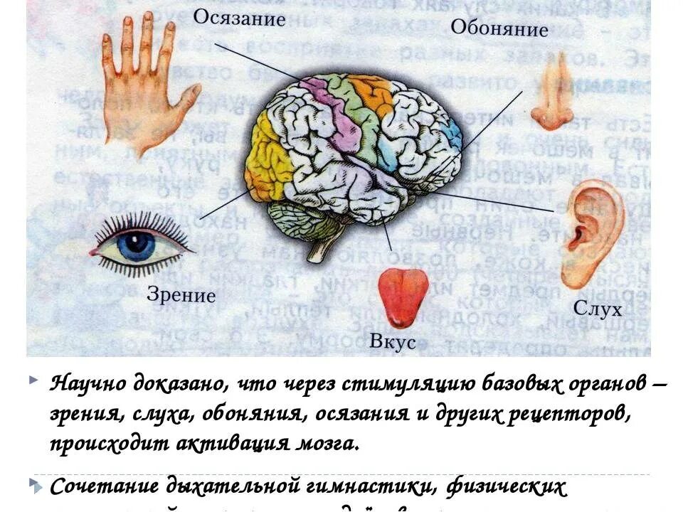 Обоняние какой орган. Органы чувств человека осязание обоняние. Анализаторы осязания вкуса и обоняния. Органы слуха зрения обоняния осязания. Осязание обоняние зрение слух вкус.