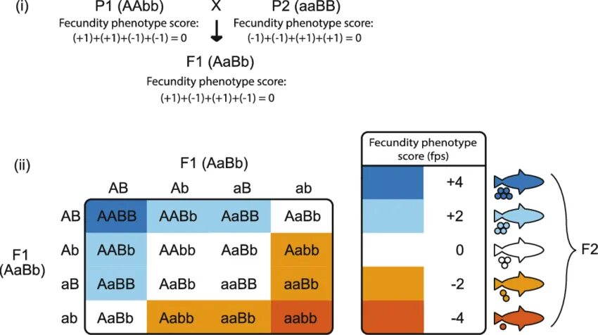 Гамет генотипа aabbcc. AABB AABB. AABB генотип. AABB AABB скрещивание. AABB AABB соотношение.