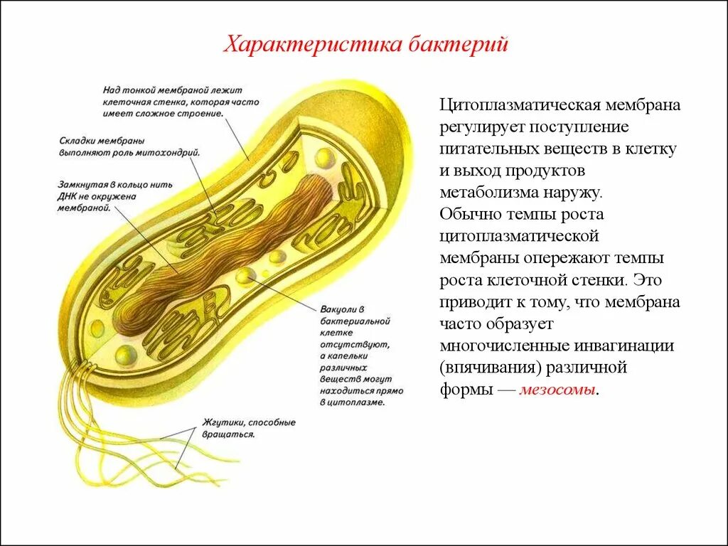 Клетка прокариот функции. Строение бактериальной клетки мезосомы. Мезосомы в прокариотической клетке. Строение бактерии мезосомы. Мезосома бактериальной клетки строение.