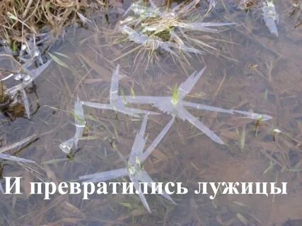 И превратились лужицы